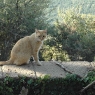 Katze auf dem 'Poggio Ventoso' - Foto © Maibritt Olsen