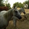 Pferde auf dem 'Poggio Ventoso' - Foto © Maibritt Olsen