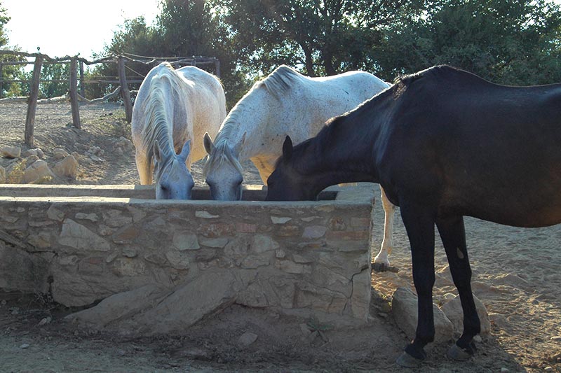 Galerie “Parco Cavallino”