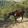 Poggio Ventoso - Pferde im 'Parco Cavallino' - Foto © Maibritt Olsen