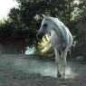 Poggio Ventoso - Pferde im 'Parco Cavallino' - Foto © Maibritt Olsen