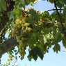 Der Wein wächst direkt in den Mund auf Poggio Ventoso - Foto © Maibritt Olsen