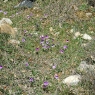 Frühling auf dem Berg – Foto © Maibritt Olsen