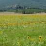 Sonnenblumen – Foto © Maibritt Olsen