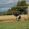 Ziege 'Luna' am Reitplatz – Foto © Maibritt Olsen